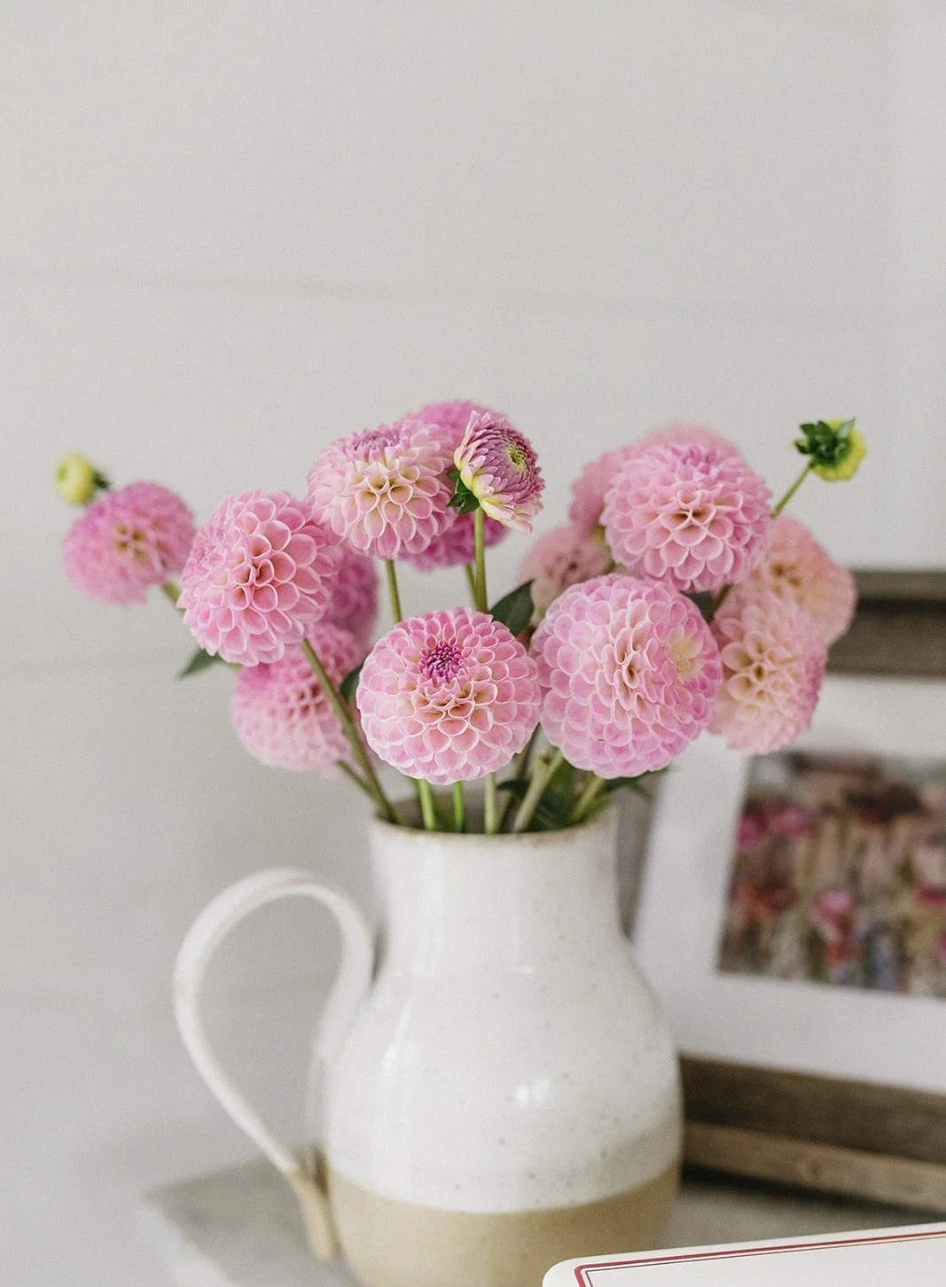 Pink dahlias in a white ceramic pitcher on a table, with a framed photo in the background.