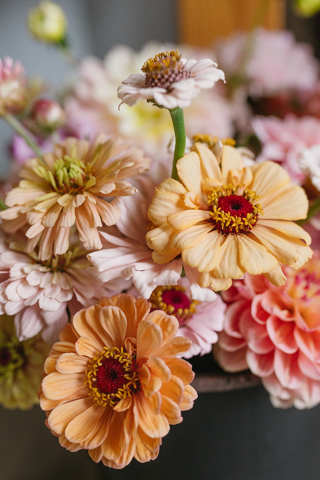 Willow and Mabel_-4.JPG