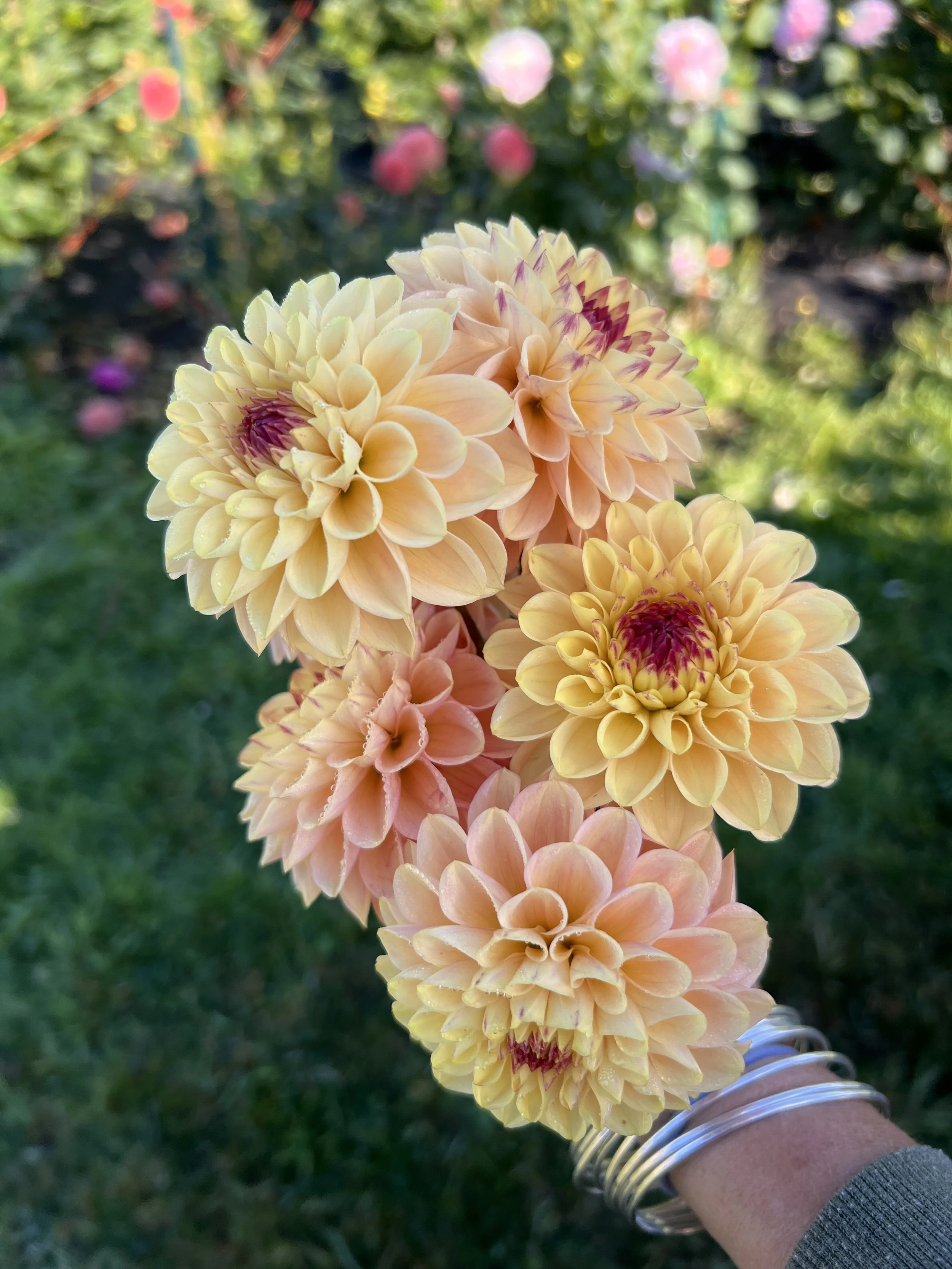 Wine Eyed Jill - Yellow