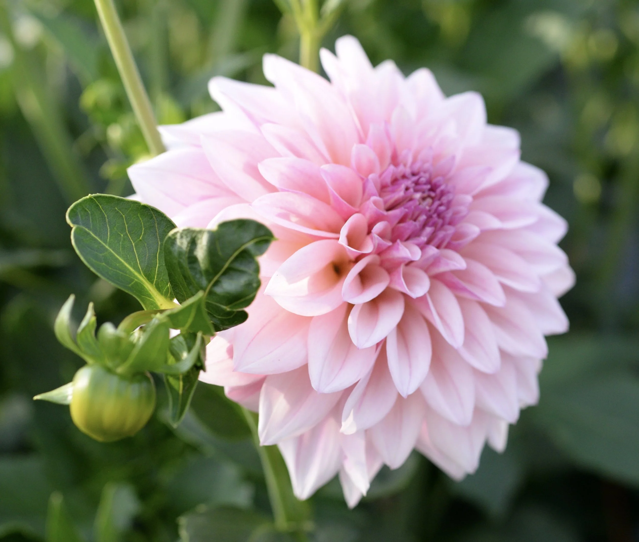 Close-up of a pink dahlia flower with green leaves and a flower bud in the background.