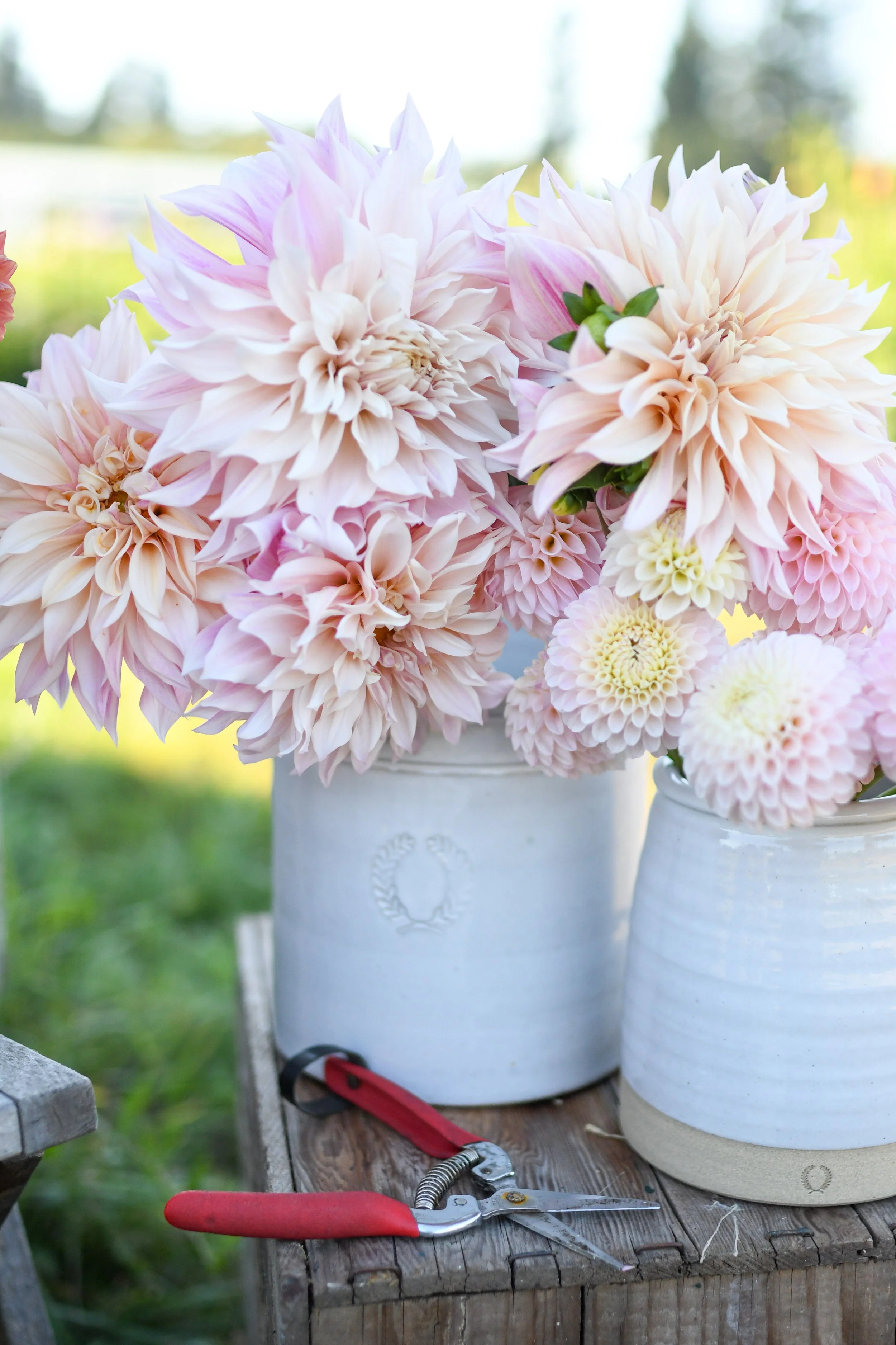 A close-up of pastel pink, cream, and white dahlias in two white ceramic vases on a rustic wooden table outdoors, with garden and sky in the background, and floral pruning shears nearby.