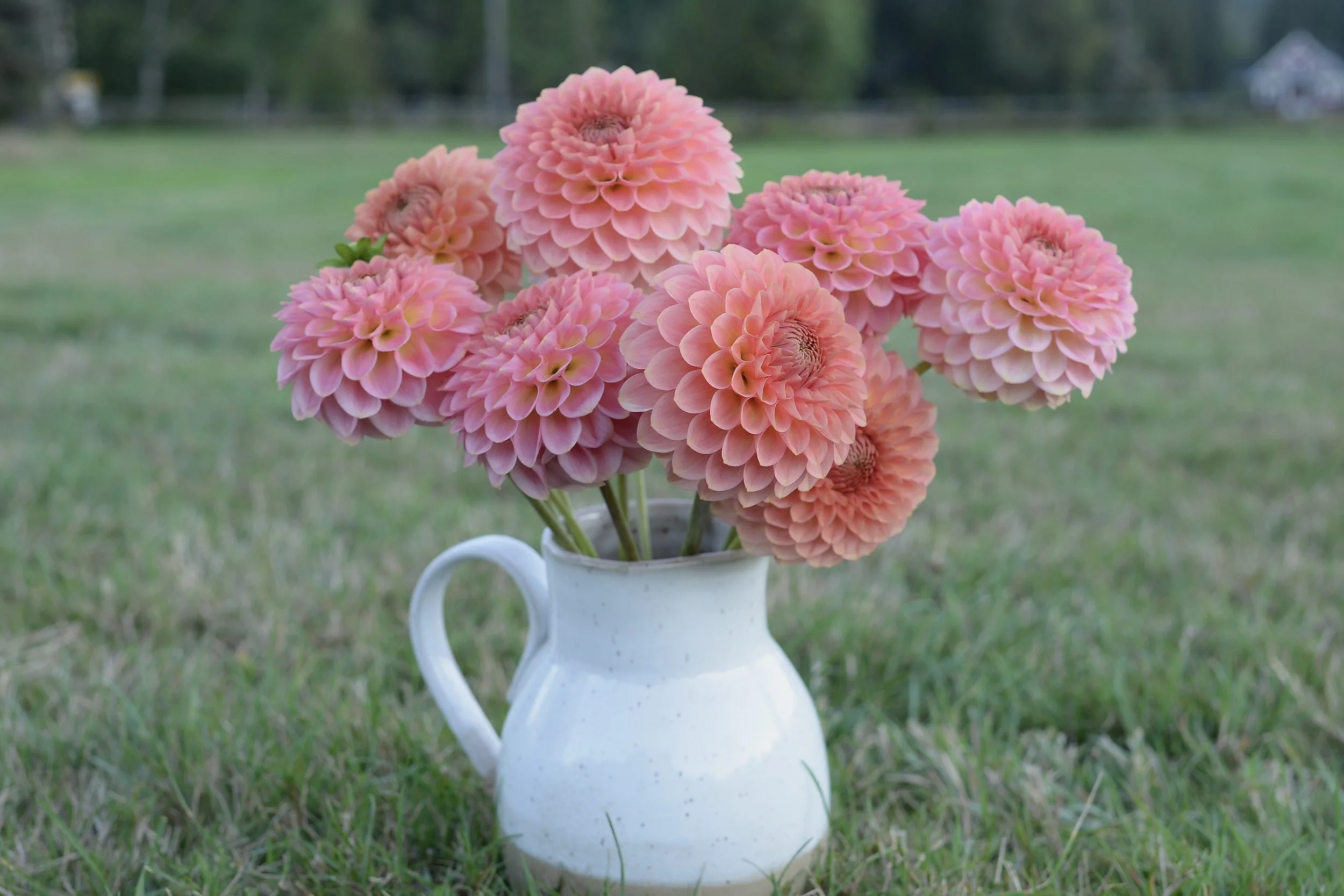 20th Avenue Softer Peach