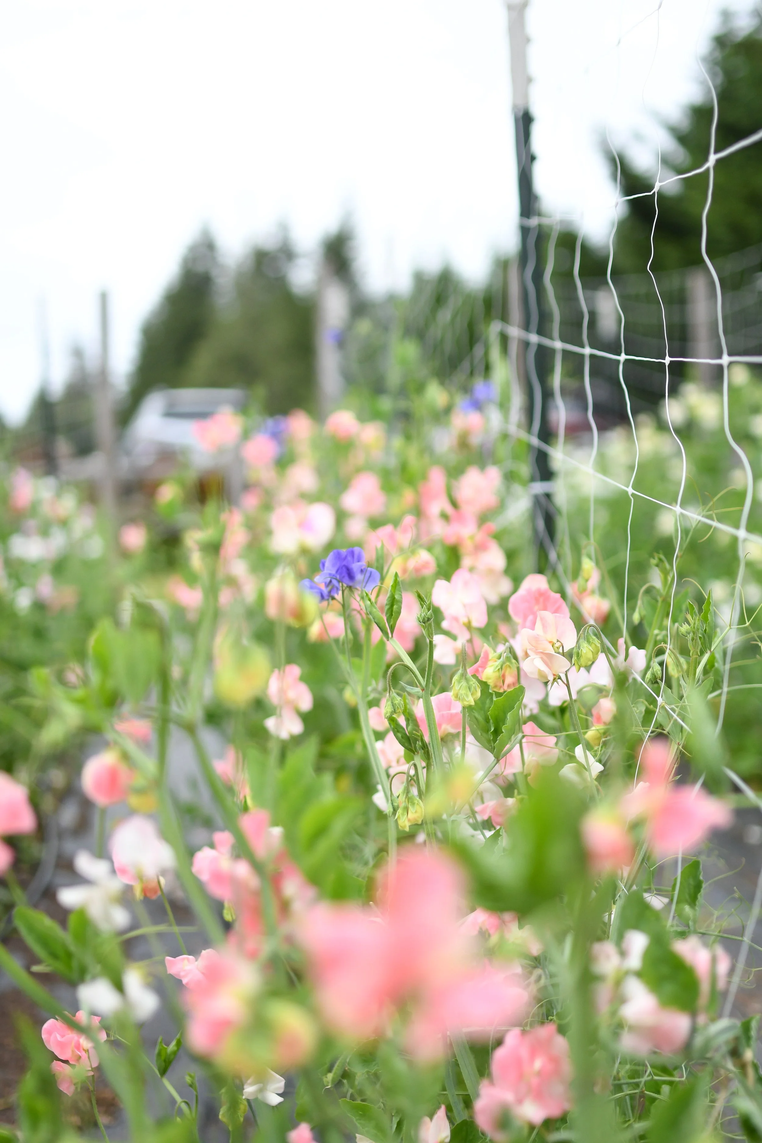 PSX_20240701_211152 5.JPG