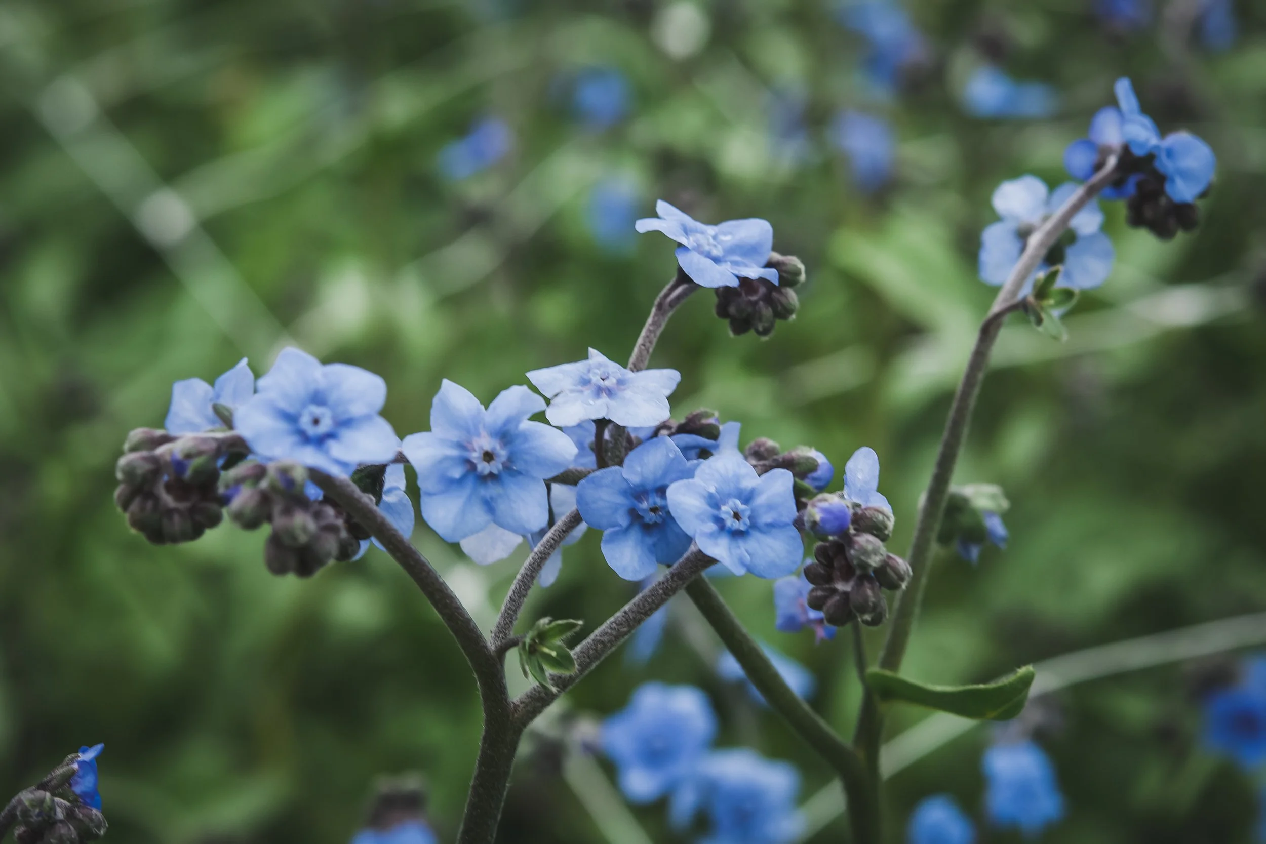 CSA  Summer Bouquet Subscription