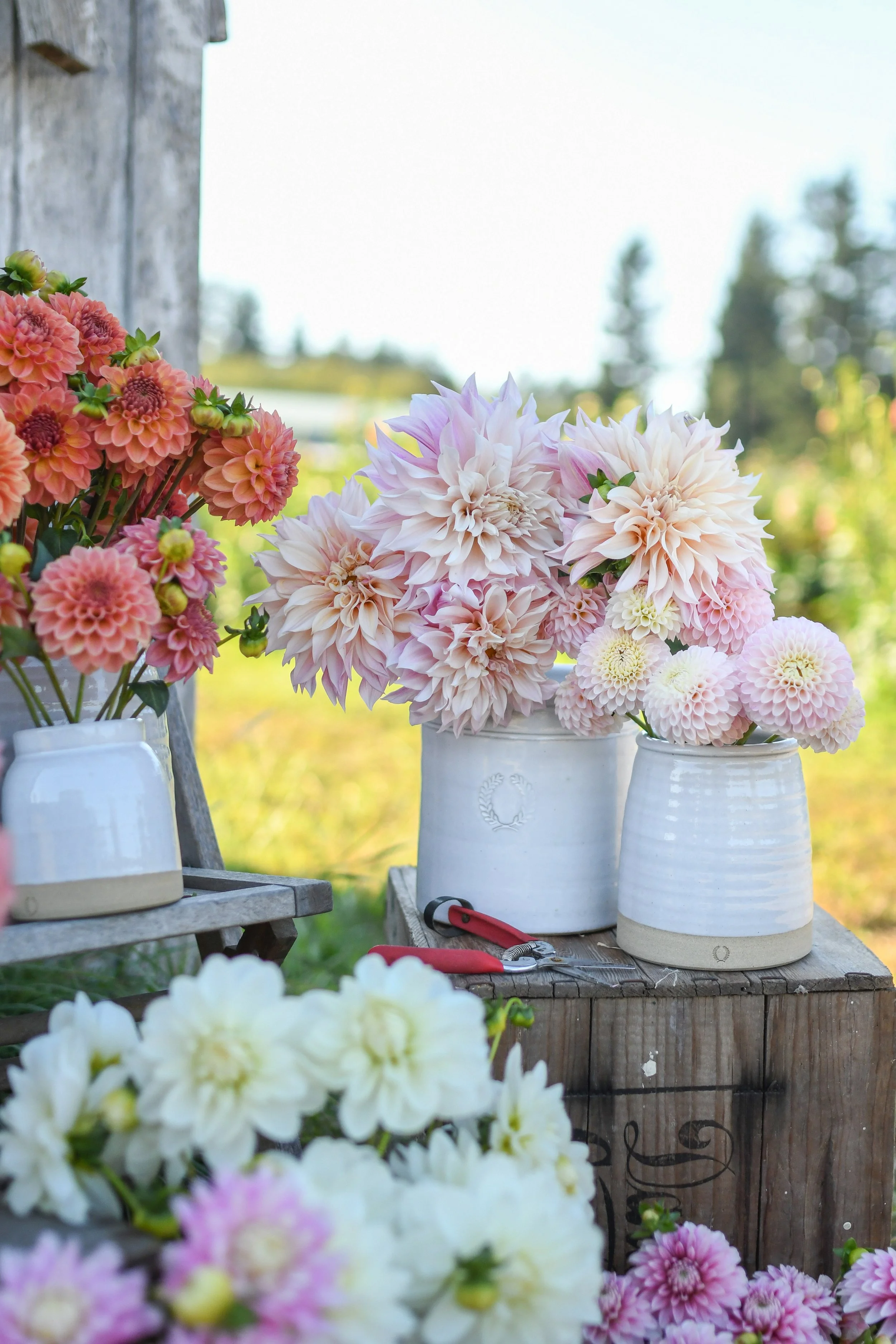 Various colorful dahlias in white ceramic pots and vases, displayed on rustic wooden crates outdoors on a sunny day.