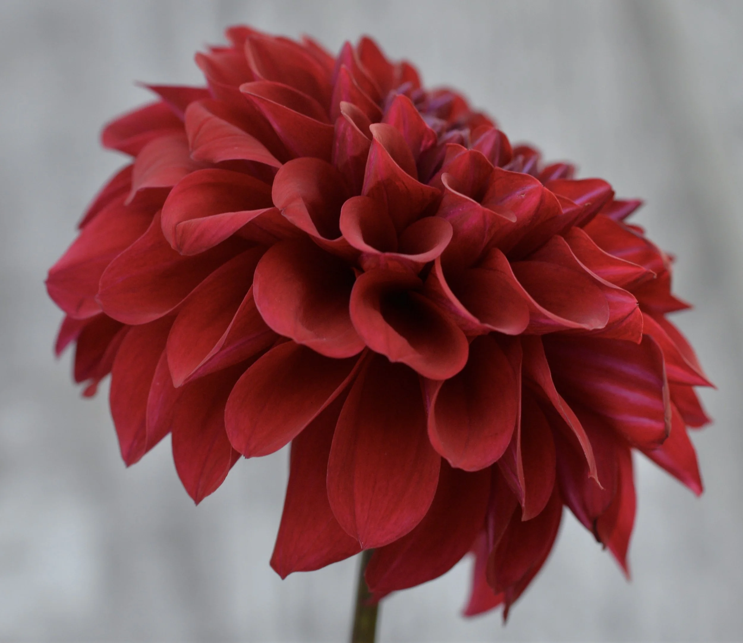 Deep & Moody Collection