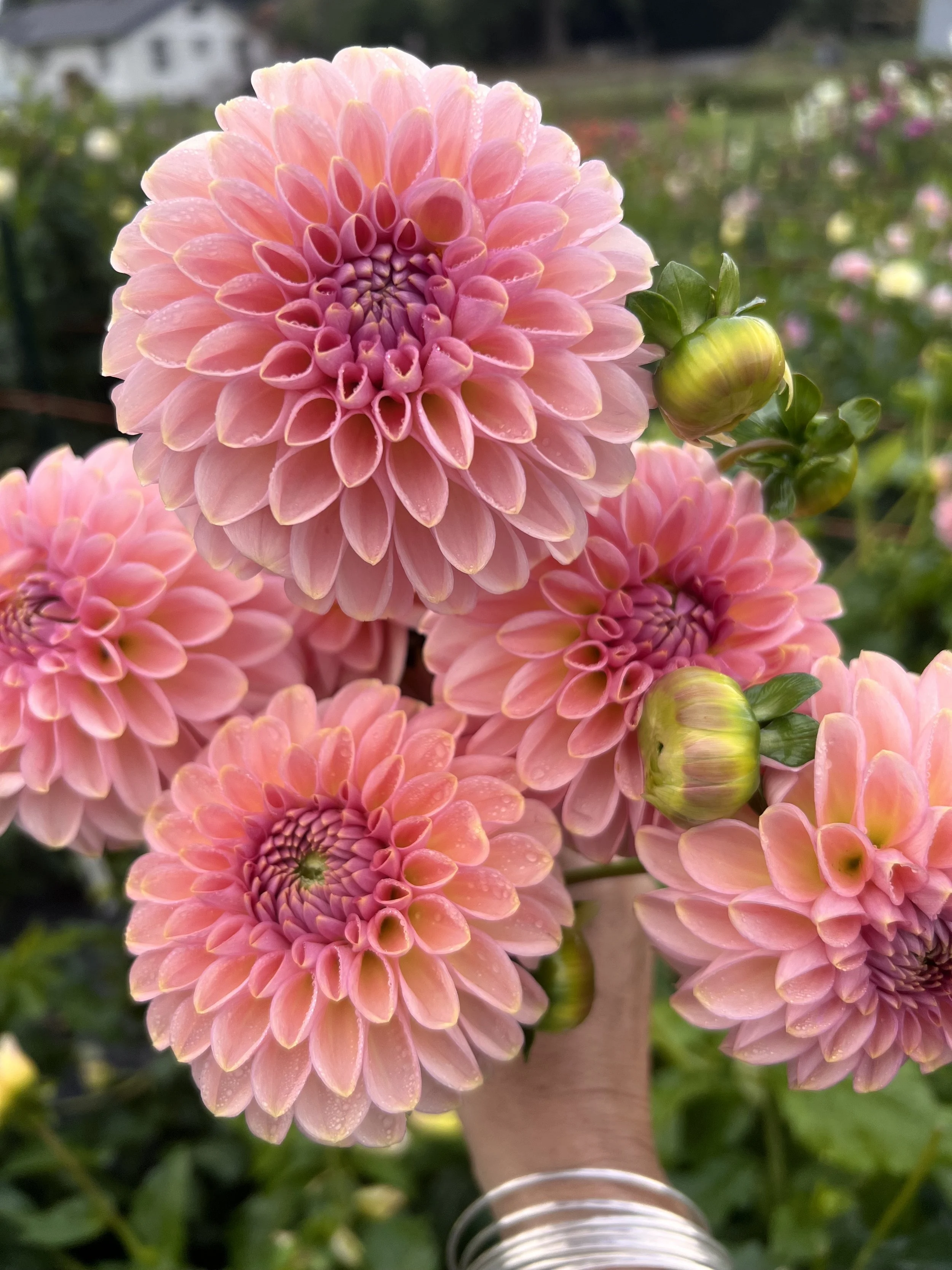 Cupcake - LIMIT ONE PER HOUSEHOLD SO THAT WE CAN SPREAD THE LOVE