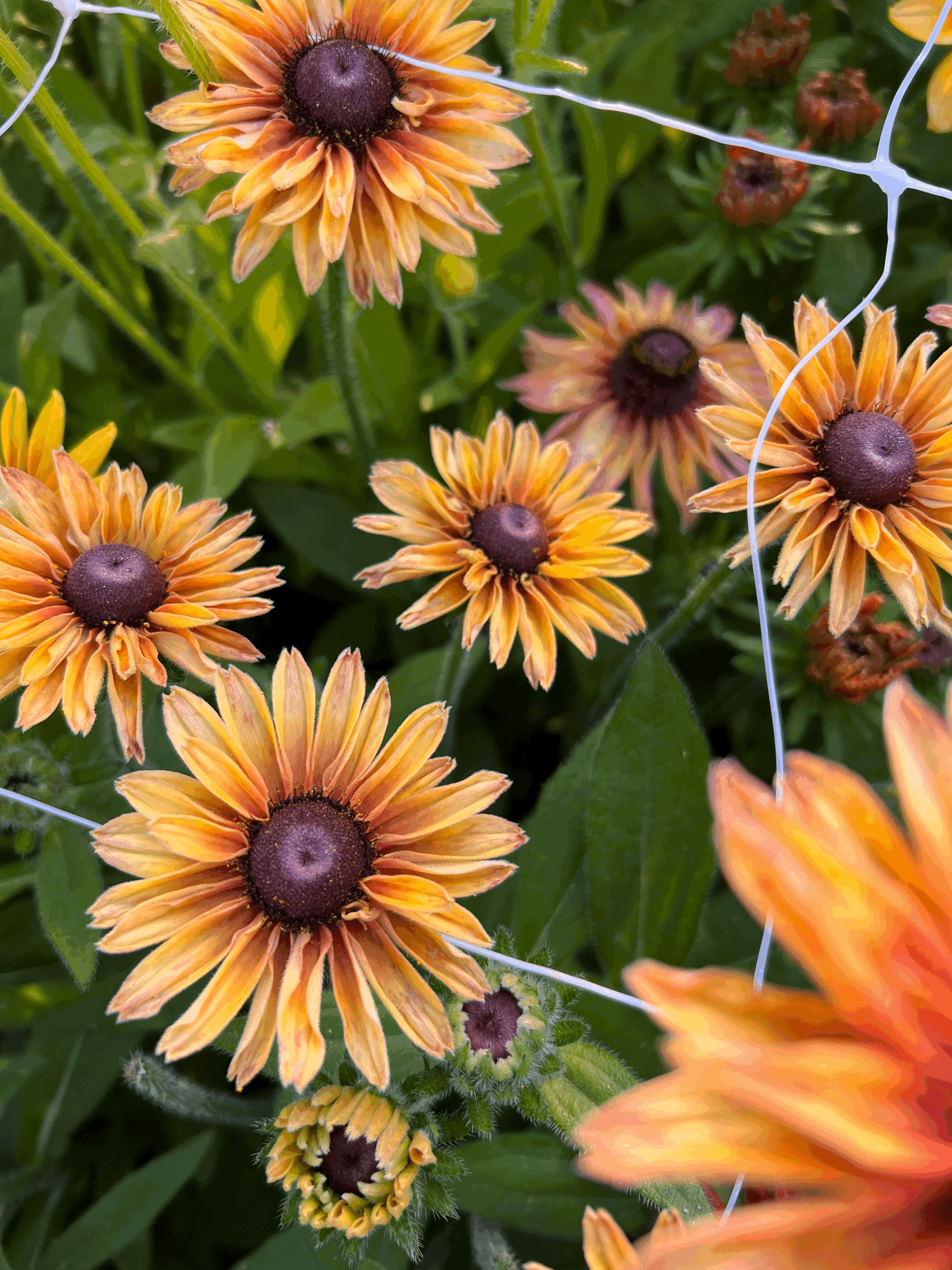 Autumnal CSA Bouquet Subscription