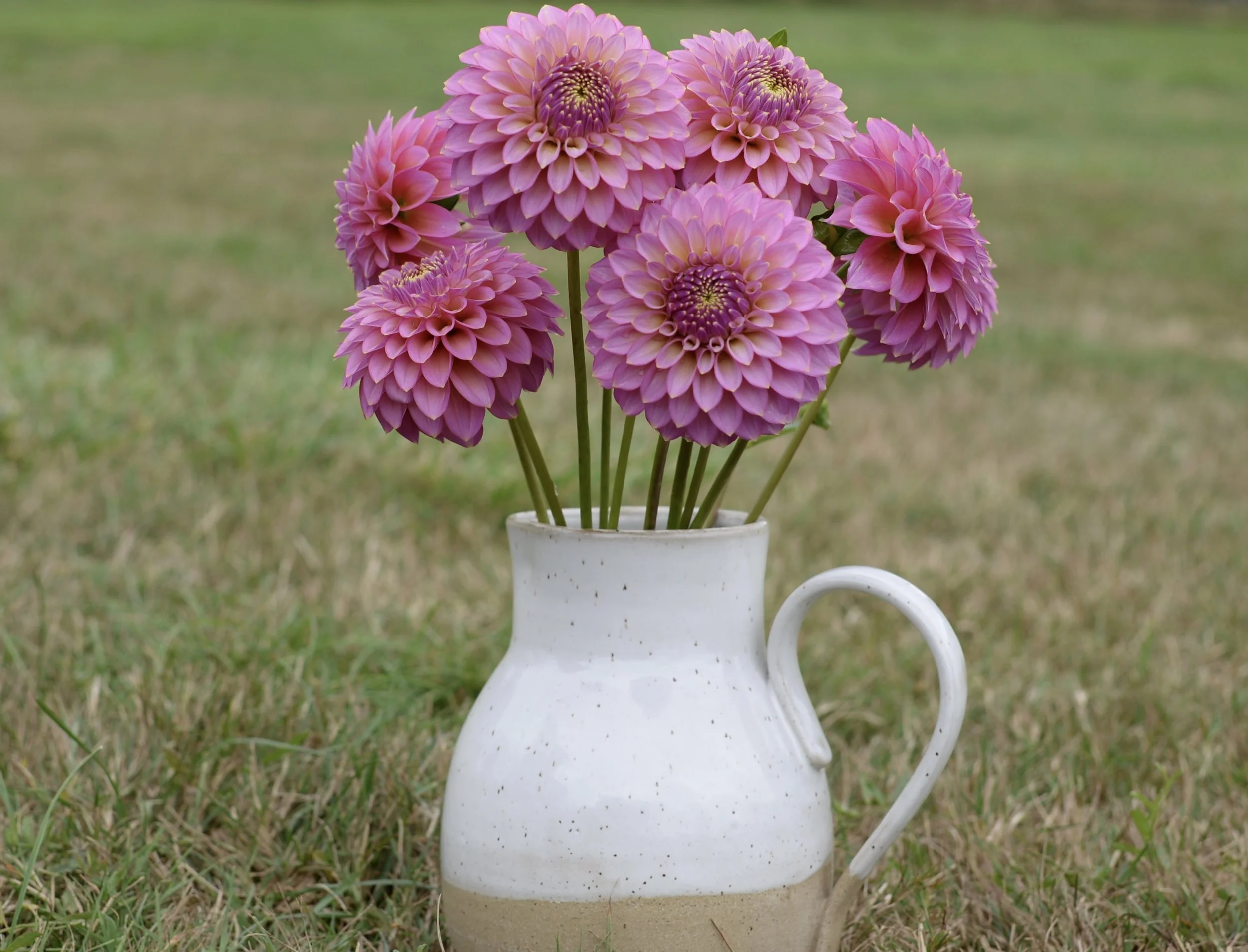 Skipley Spot of Gold