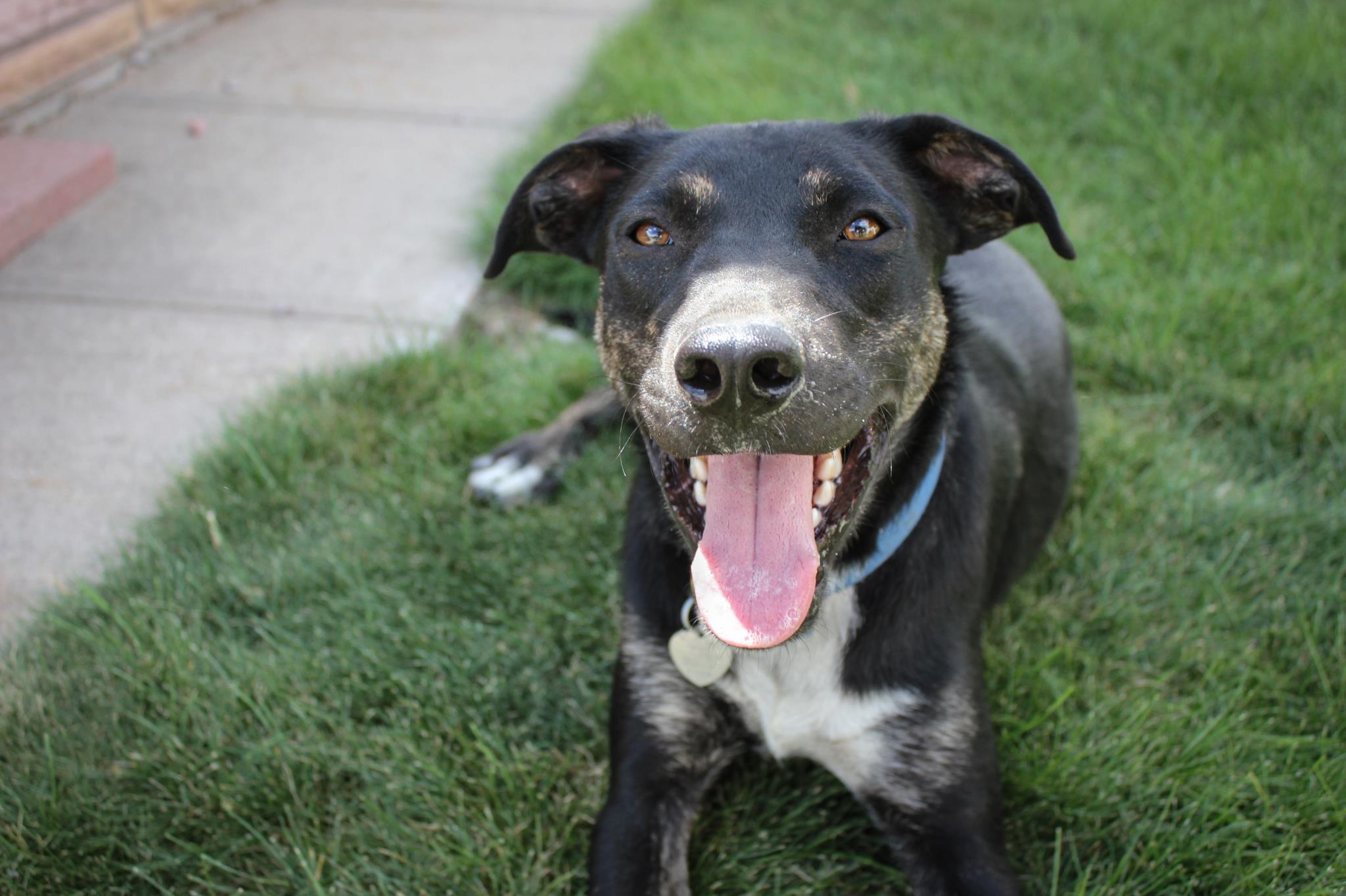 Lefty, rescued in 2012 & finally adopted in 2013