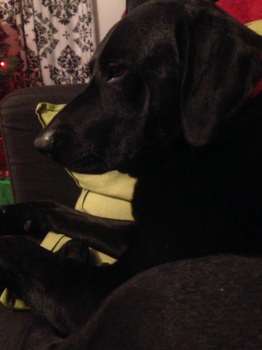 Echo-3yr Male Lab