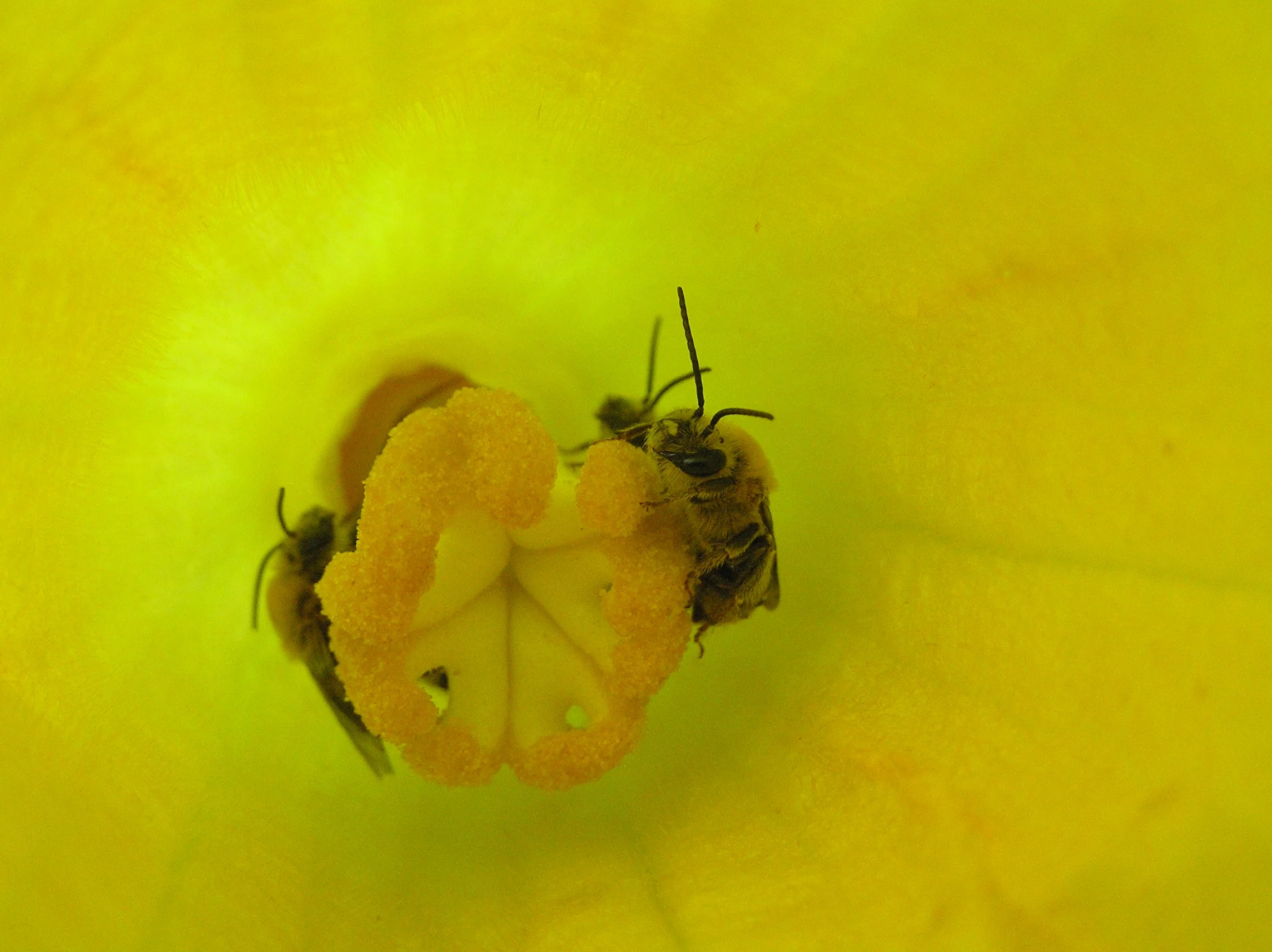 Bees carry pollen from one variety of squash to another, crosspollinating them.