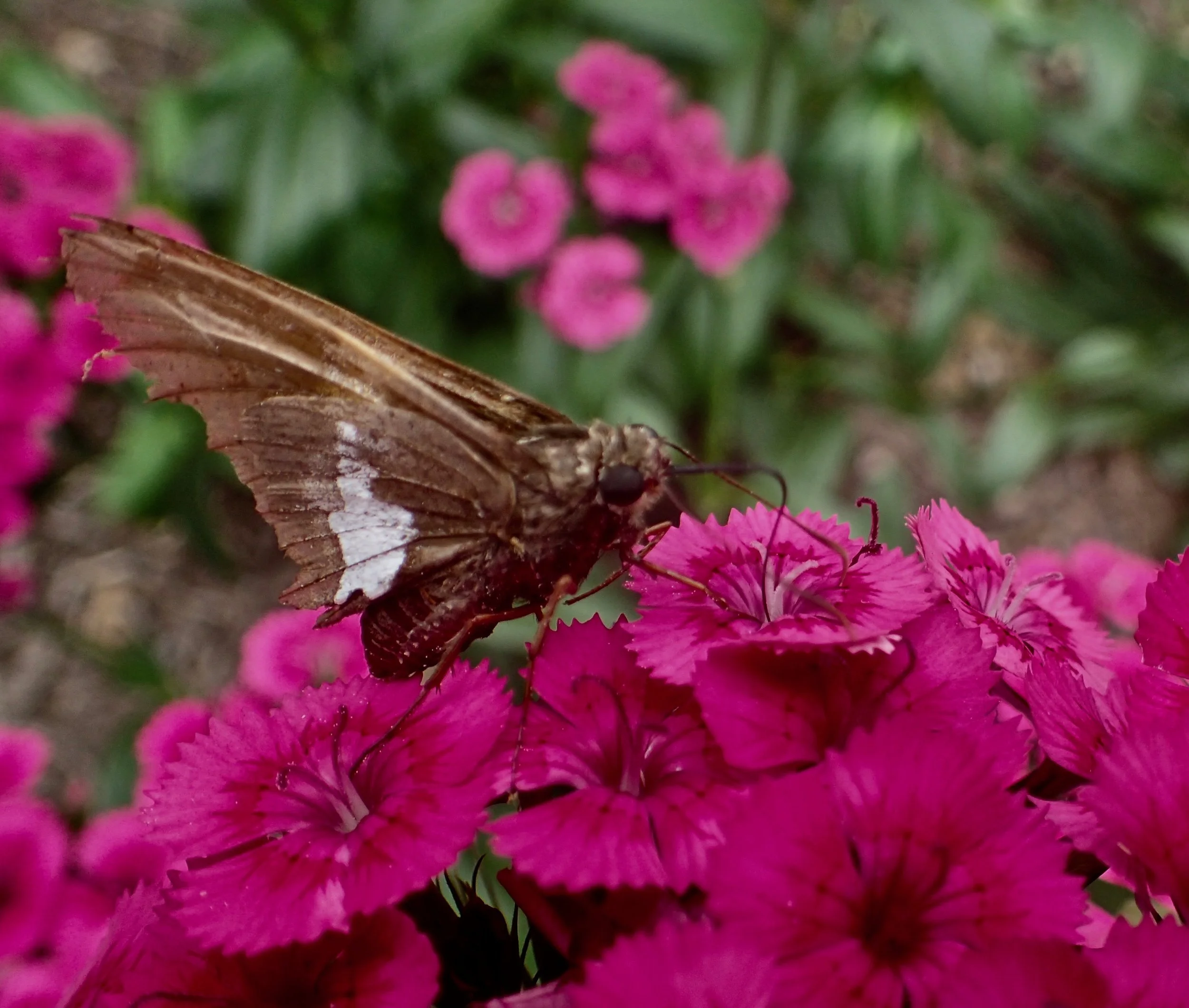 Heirloom flowers such as Sweet William, Love-in-a-Mist, and Love-Lies-Bleeding offer romance, drama, and fragrance to the garden, and they draw pollinators!