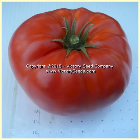 Victory tomato_large-lucky-red.jpg