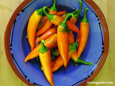 Renee's pepper chile-bulgarian-carrot.jpg