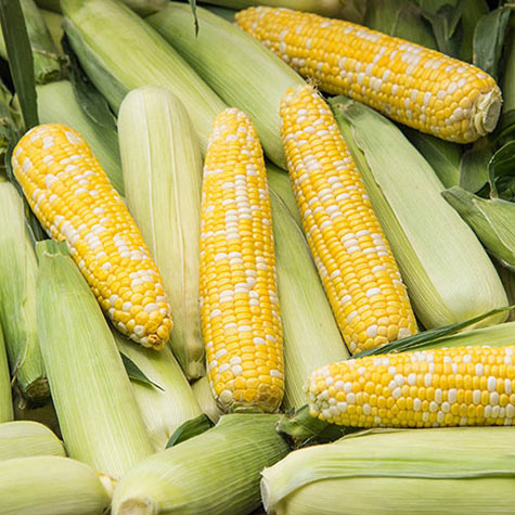 Gurney corn Simply Irresistible.jpg