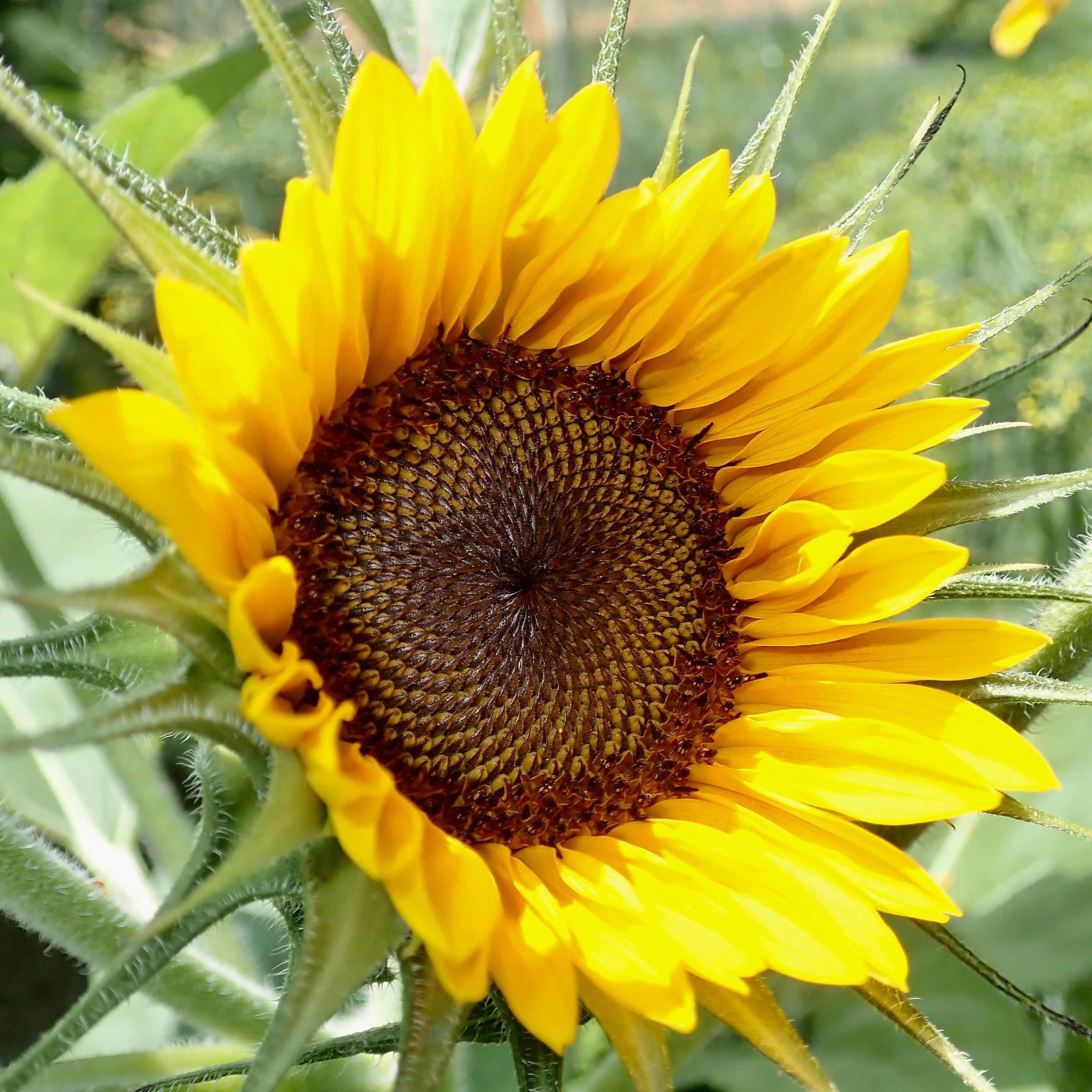sunflower reduced size.jpg