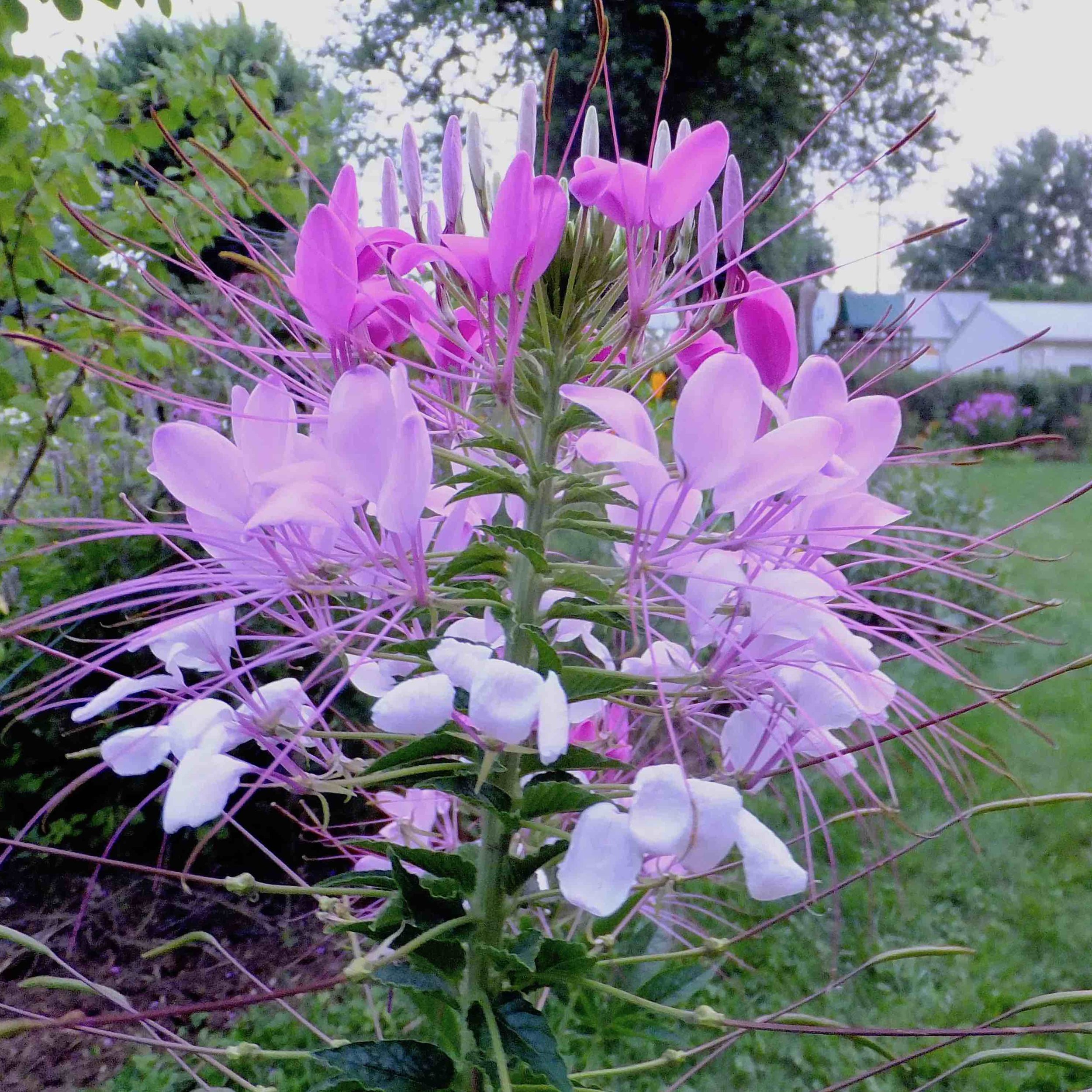 Cleome reduced size.jpg