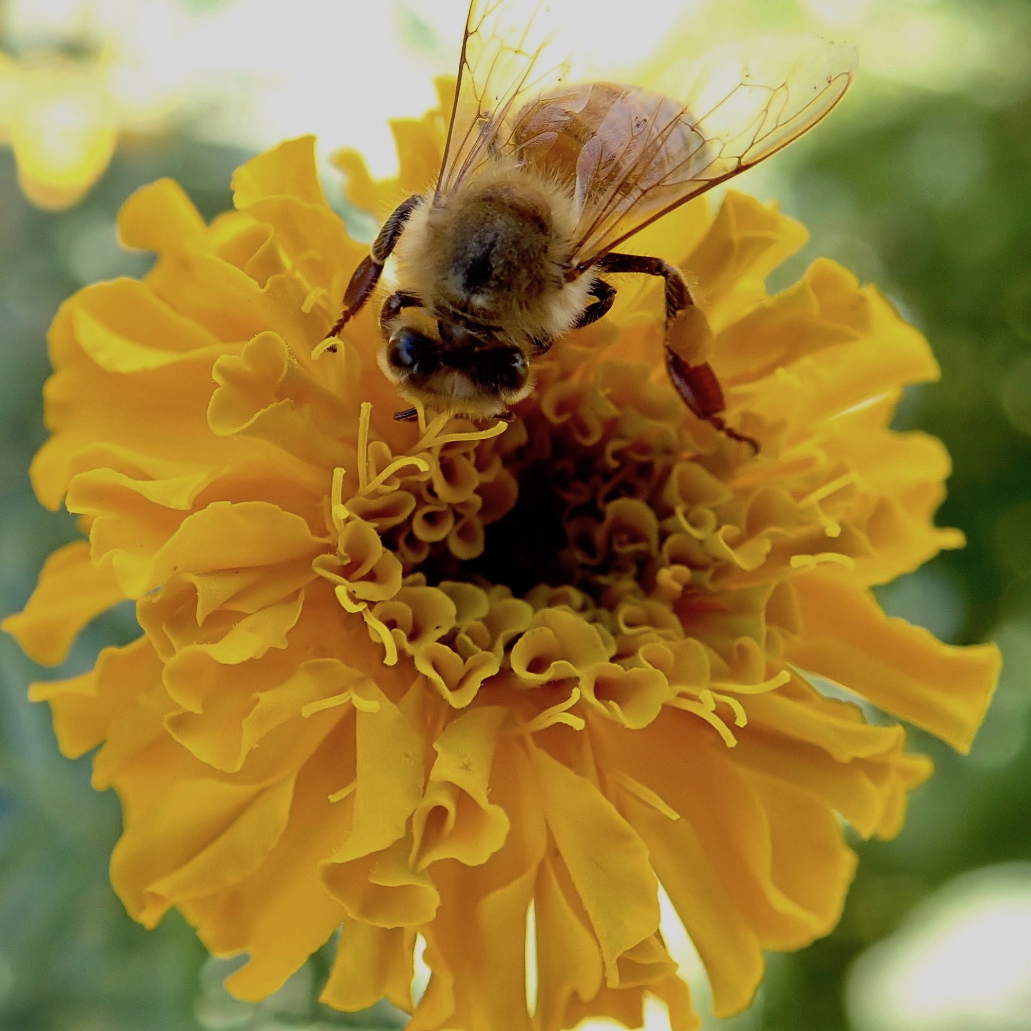 marigold with bee.jpg
