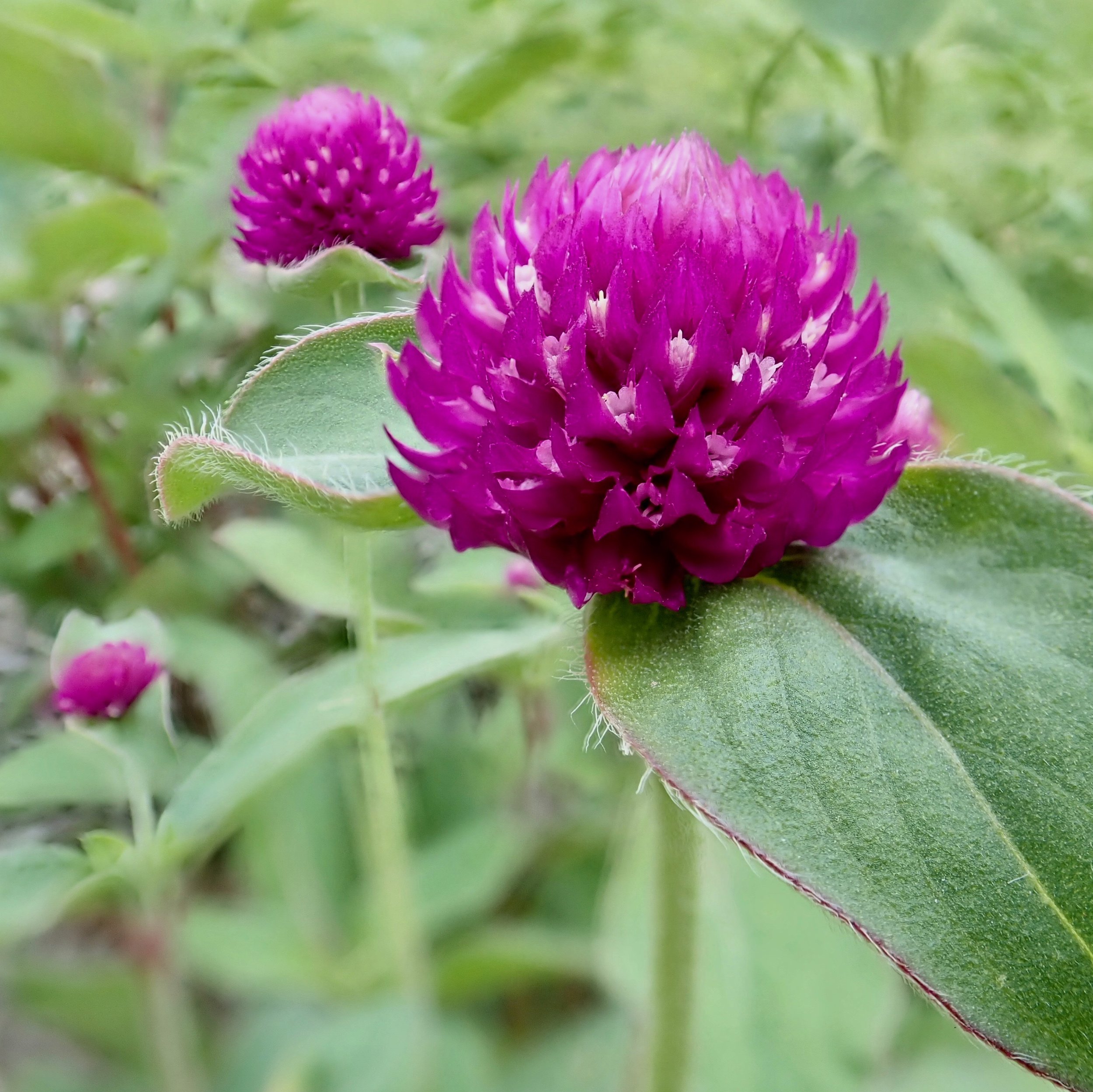 gromphrena