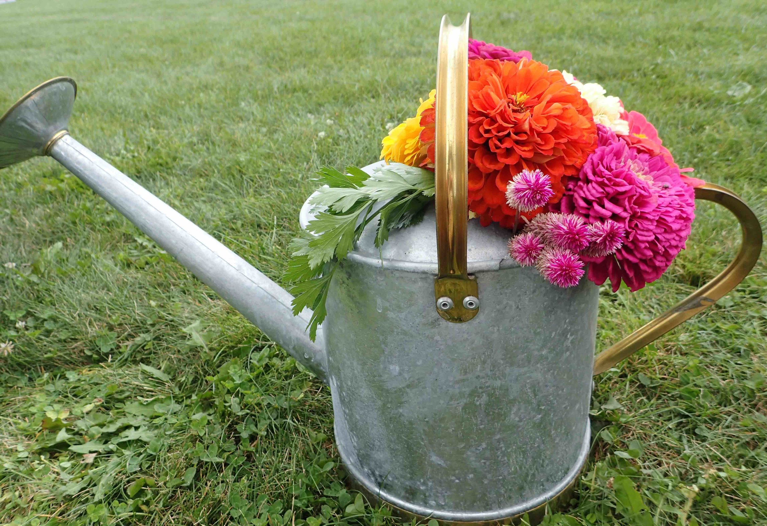 zinnias