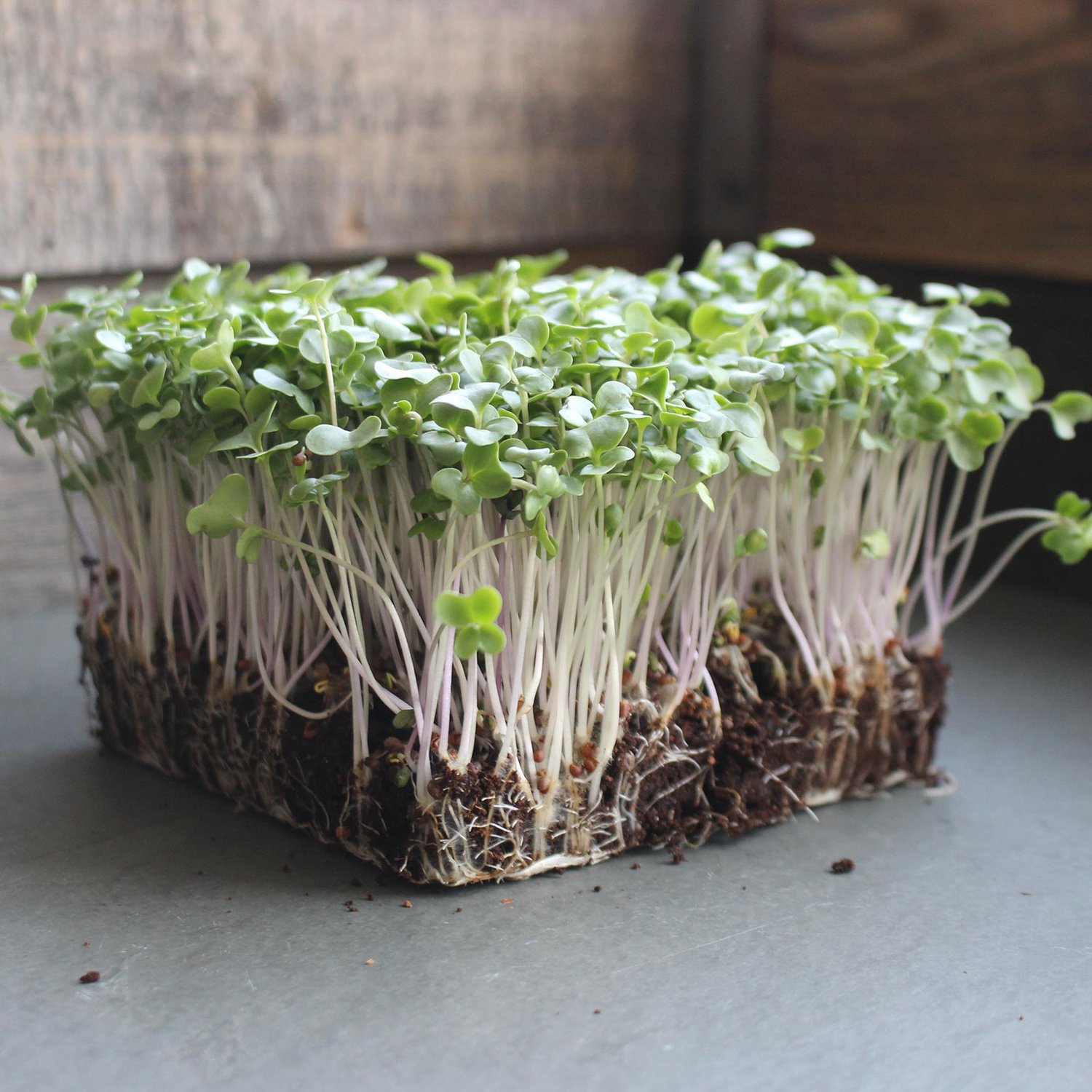  Broccoli microgreens have high concentrations of minerals—higher than mature broccoli. 