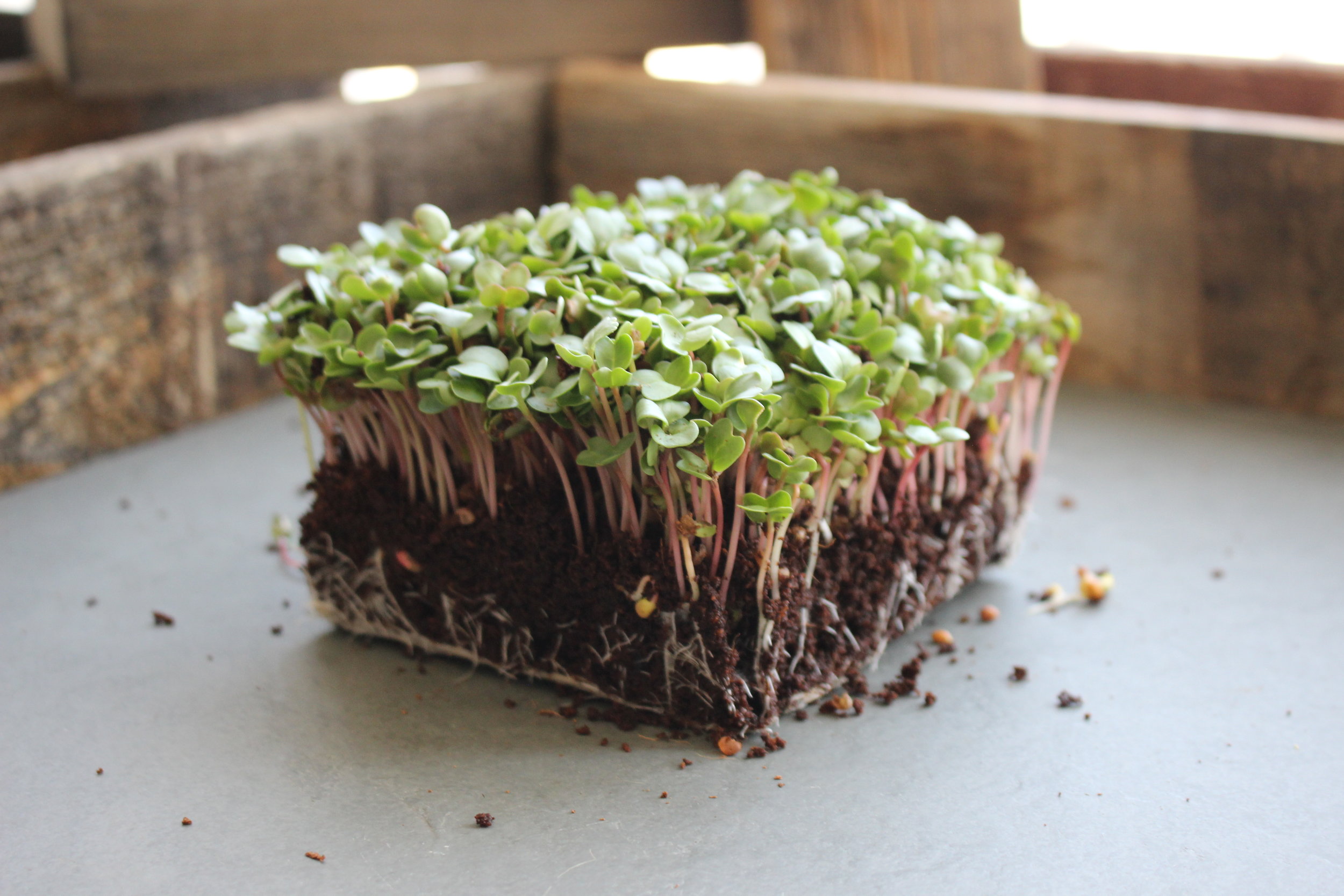  Radish microgreens grow to a harvestable size very quickly. They add a spicy kick to salads and sandwiches. 