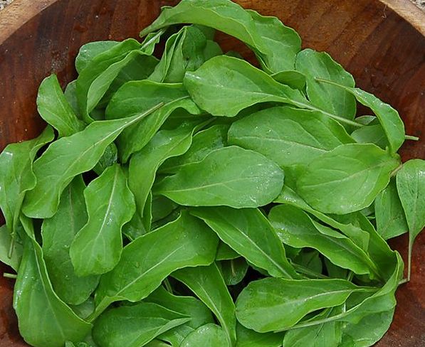  Young arugula leaves have a sharp, peppery taste. 