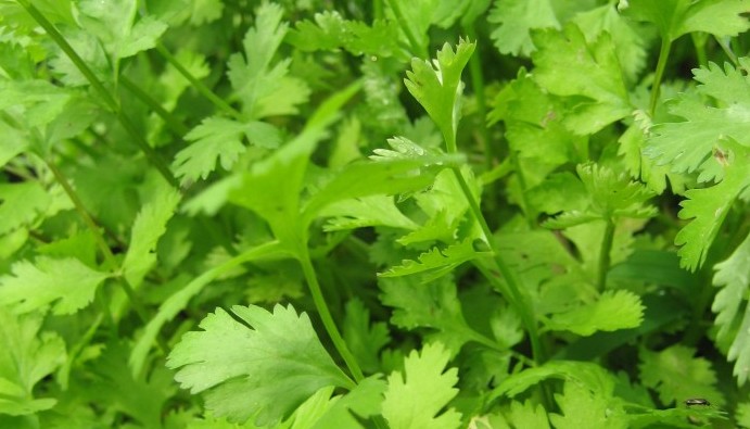  Use cilantro leaves fresh, as they lose their flavor when dried. 