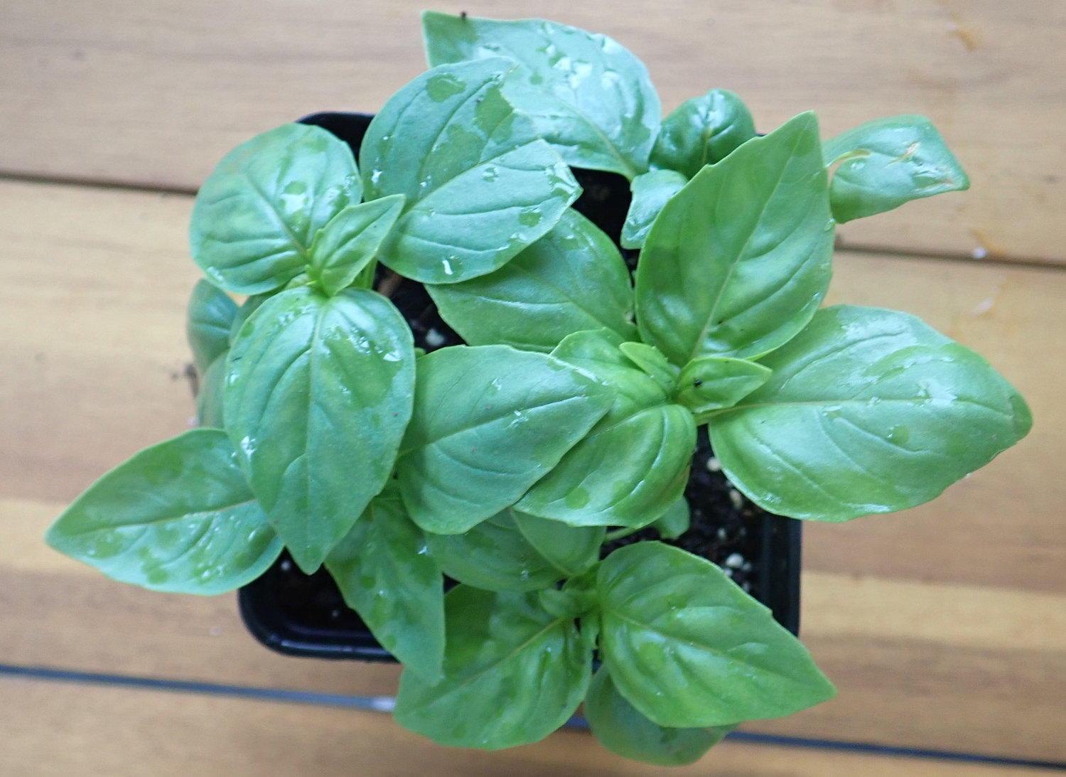  Basil requires temperatures of 70°F Use cilantro leaves fresh, as they lose their Dill can be cut as a microgreen, or at (21°C) or warmer to thrive. 