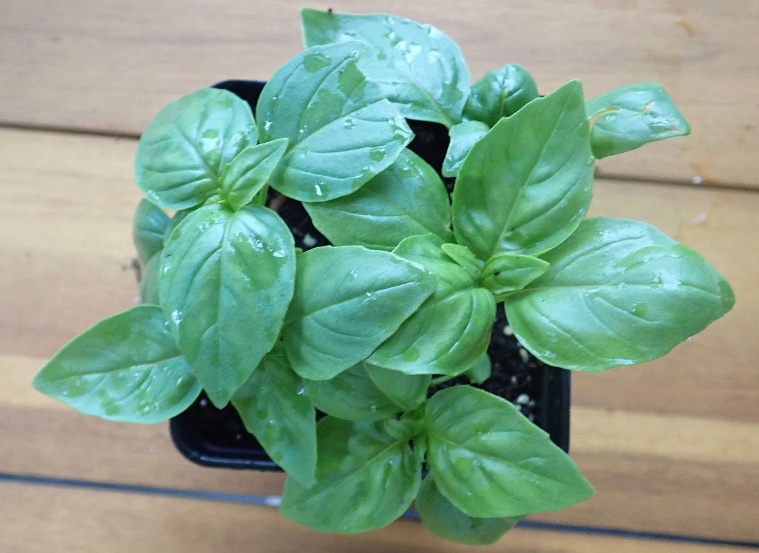 Growing Food Indoors – Blog
