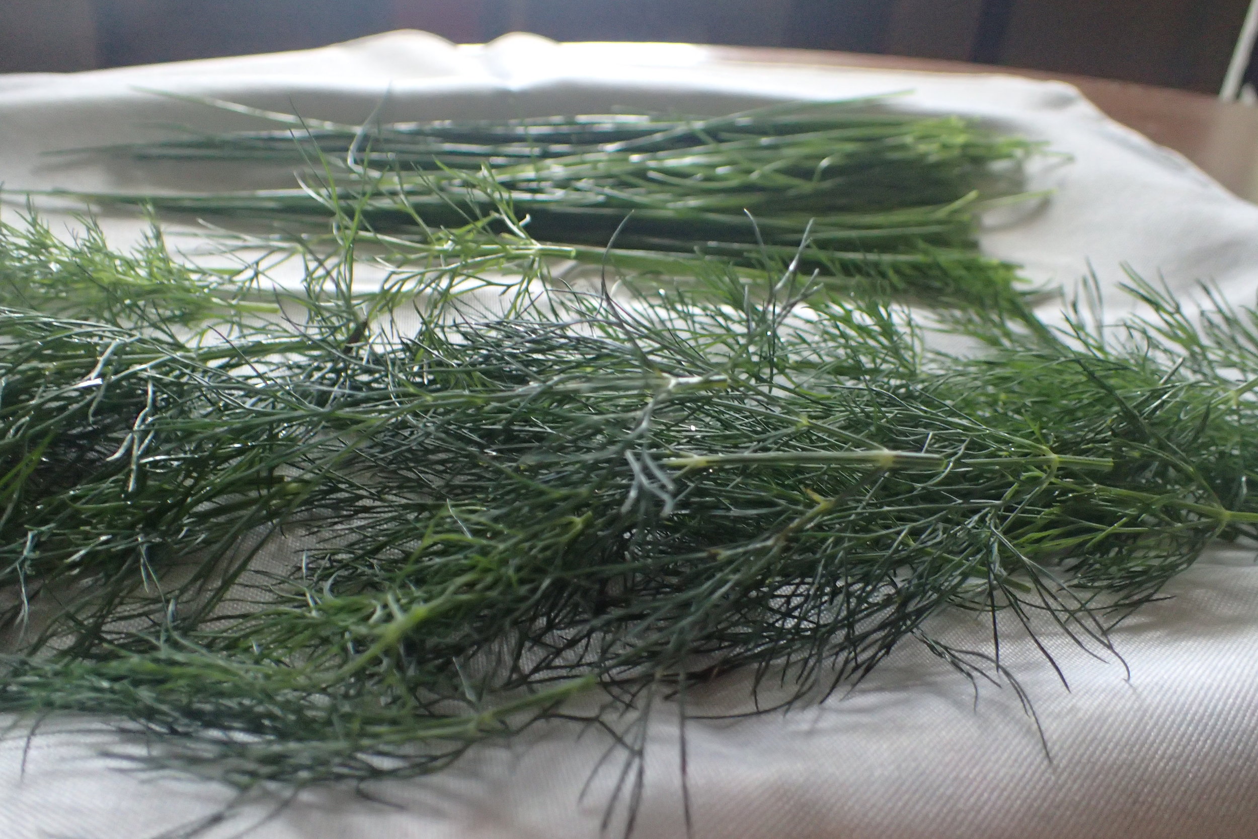  Dill can be cut as a microgreen, or at a larger stage. 
