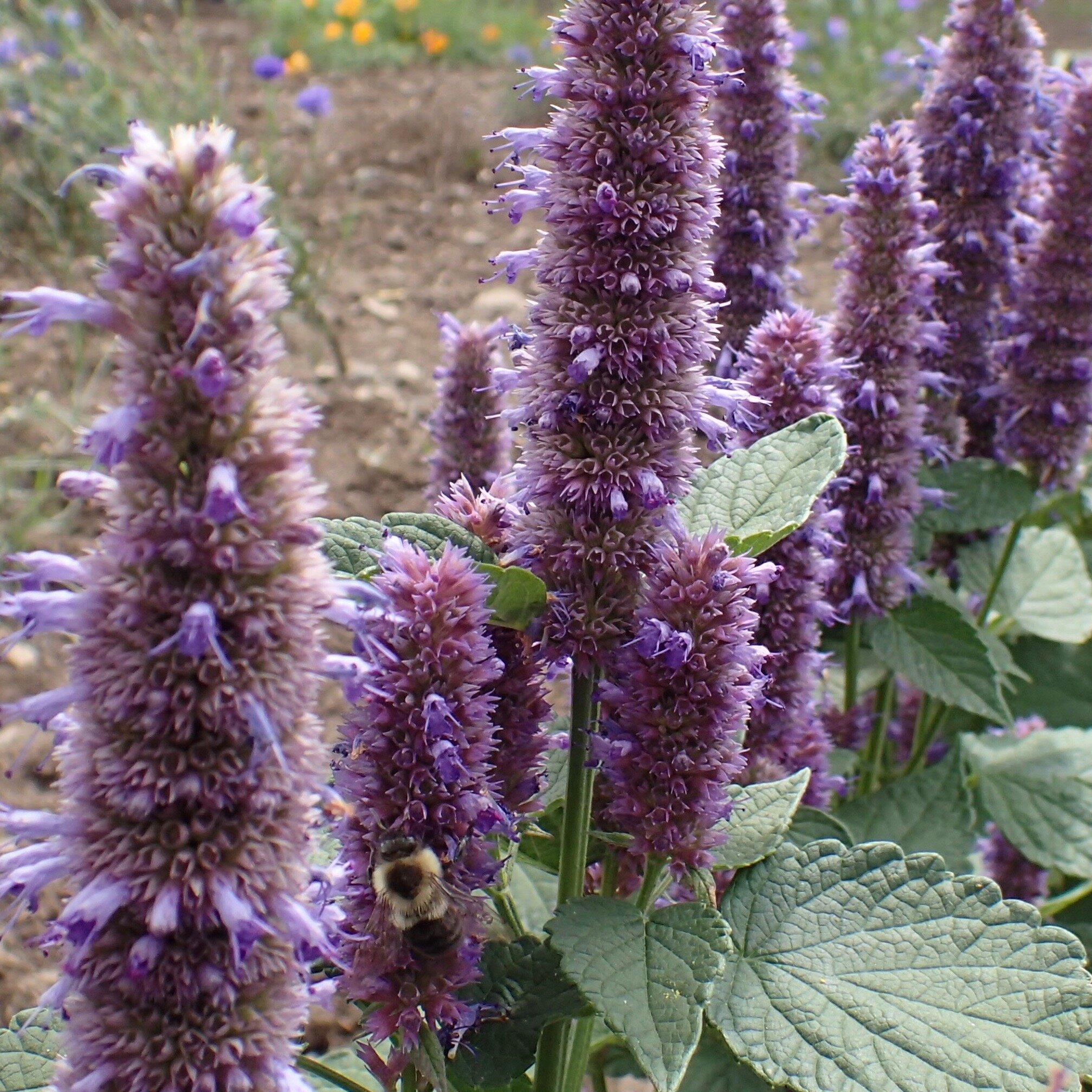  Anise hyssop (Agastache spp.), a short-lived perennial, is popular with pollinators. 