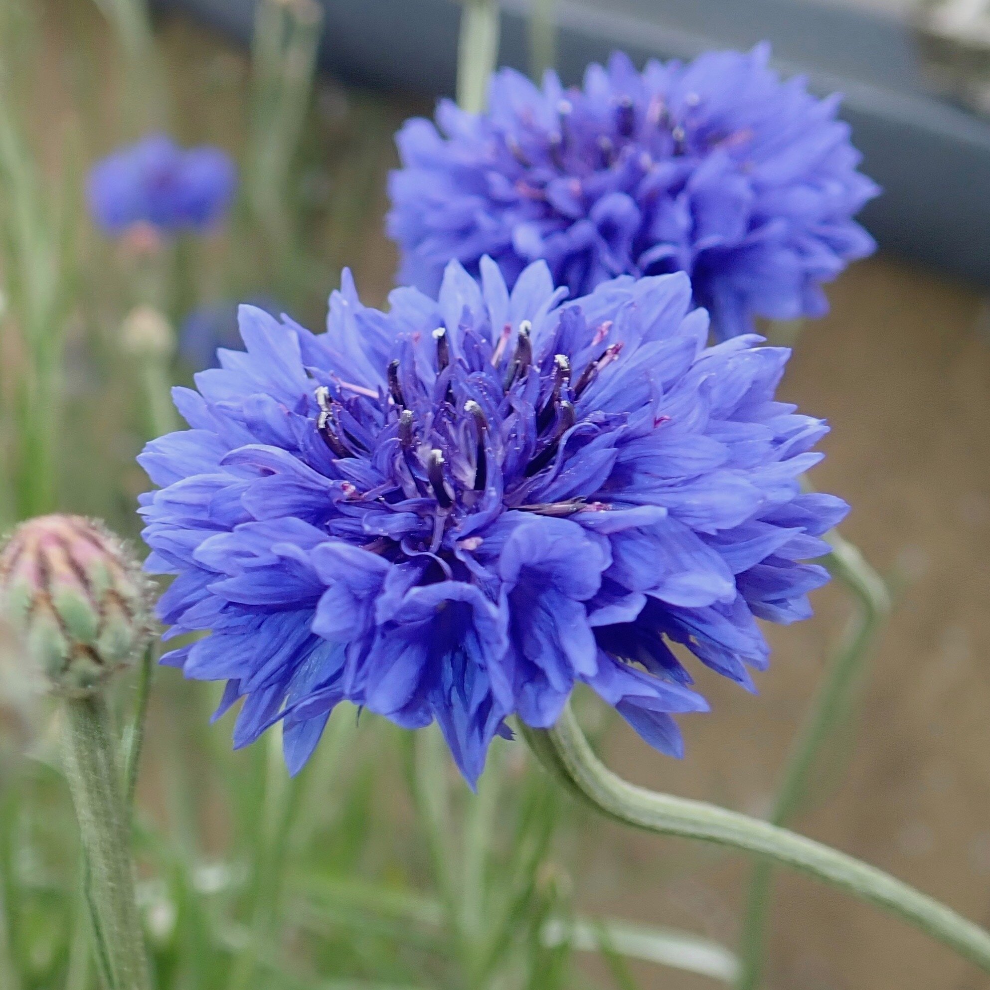  Bachelor’s Buttons (Centaurea cyanus) thrive in a sunny spot with poor soil. 