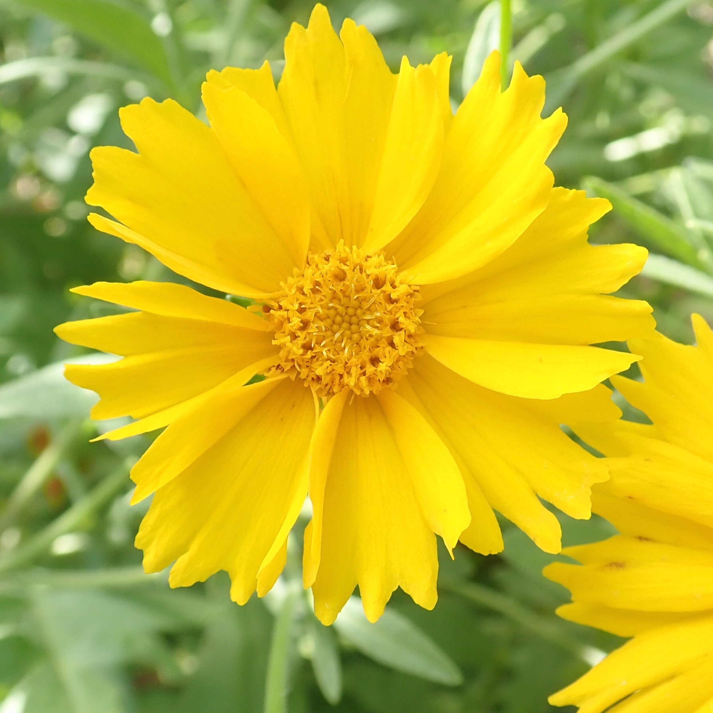  Tickseed (Coreopsis spp.) is a free blooming, easy from seed perennial. 