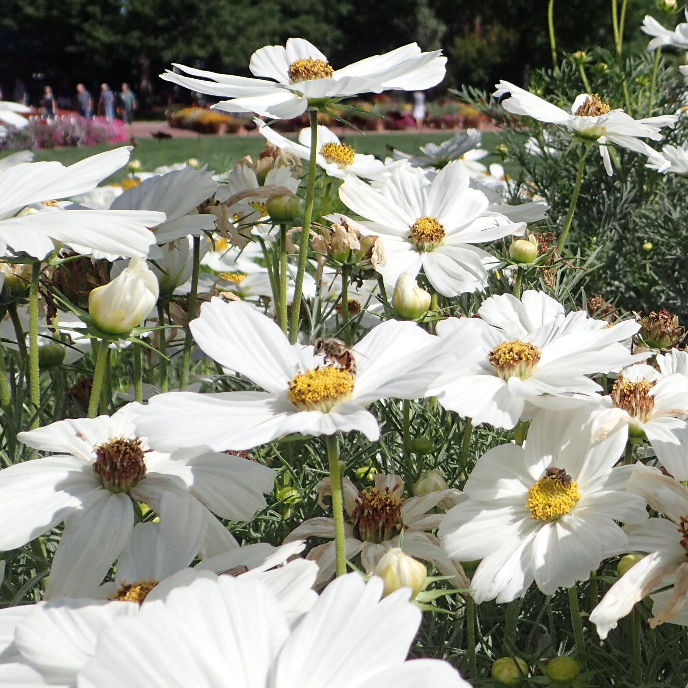  Cosmos (Cosmos spp.), sown directly in the garden, attracts birds and butterflies. 
