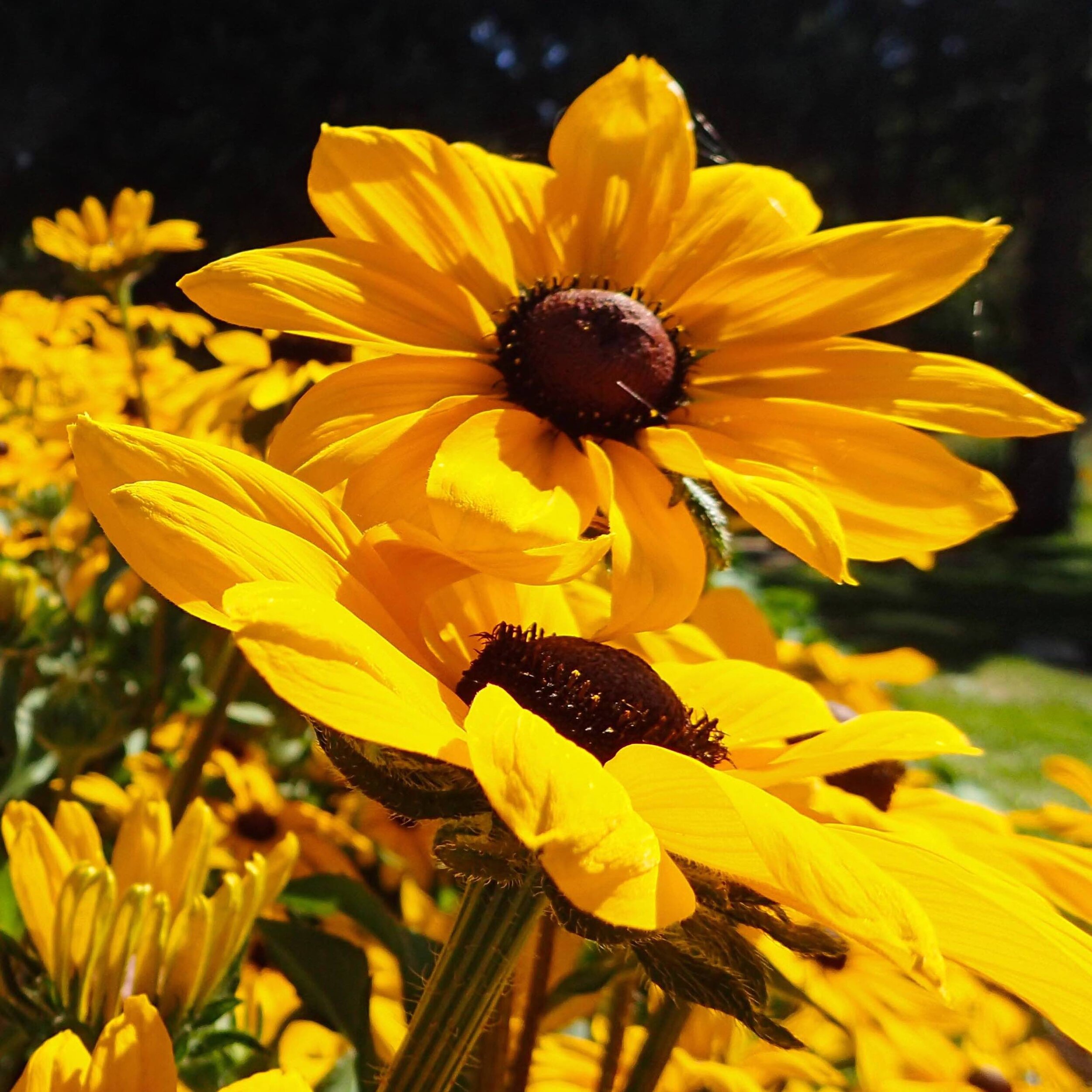  Black eyed Susans (Rudbeckia hirta) bloom the first year from seed. 
