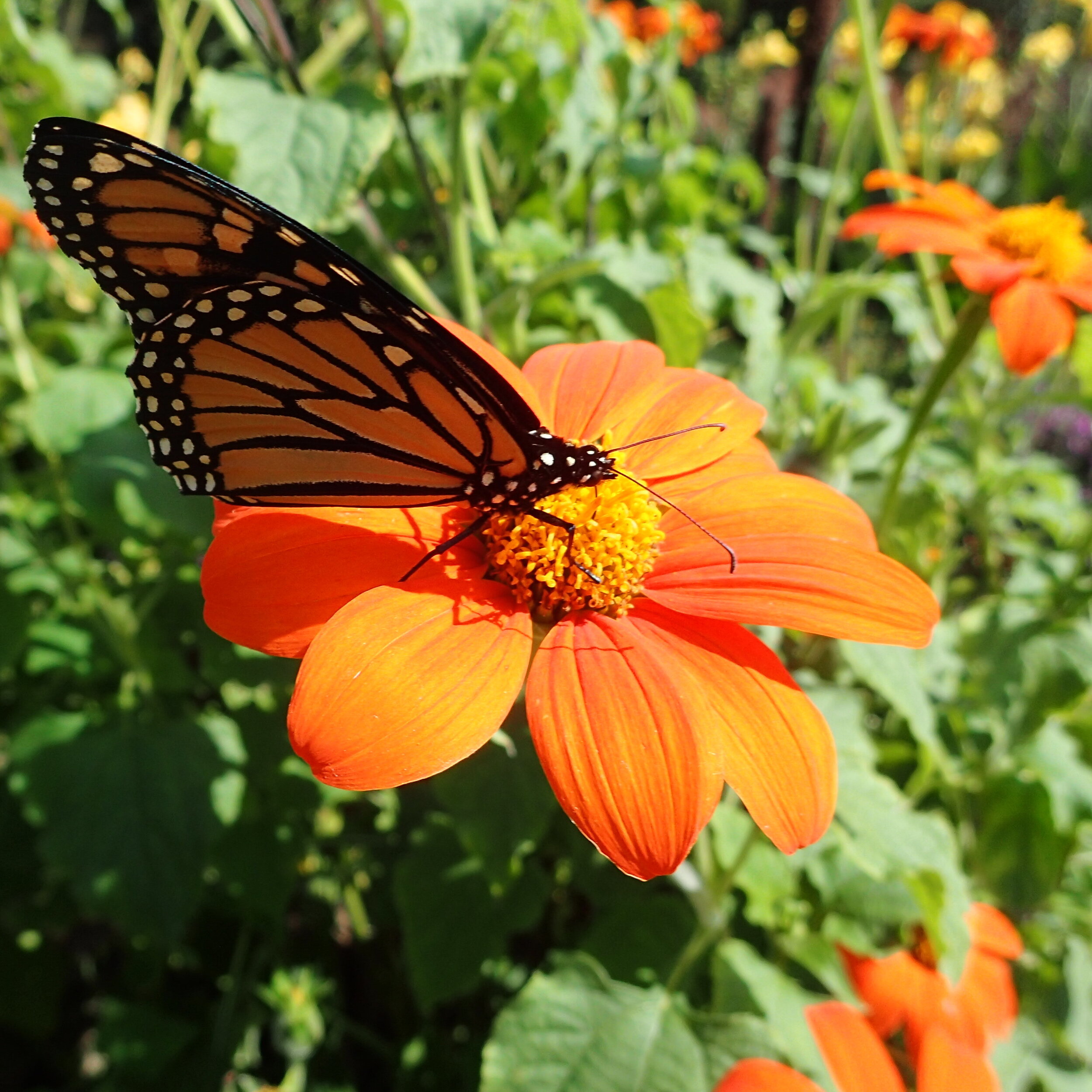  Mexican Sunflower (Tithonia rotundifolia) attracts Monarch butterflies. 