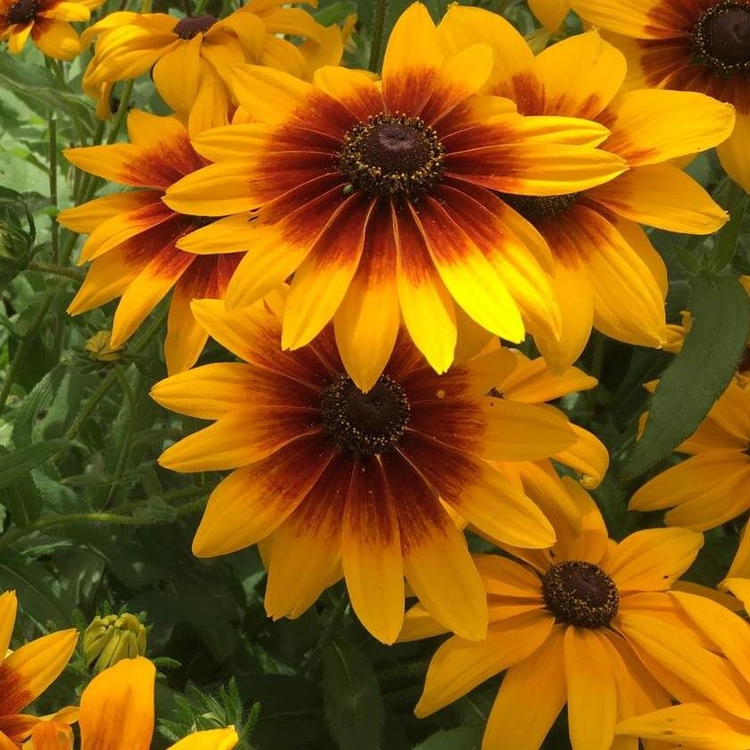 Rudbeckia campfire HV.jpg