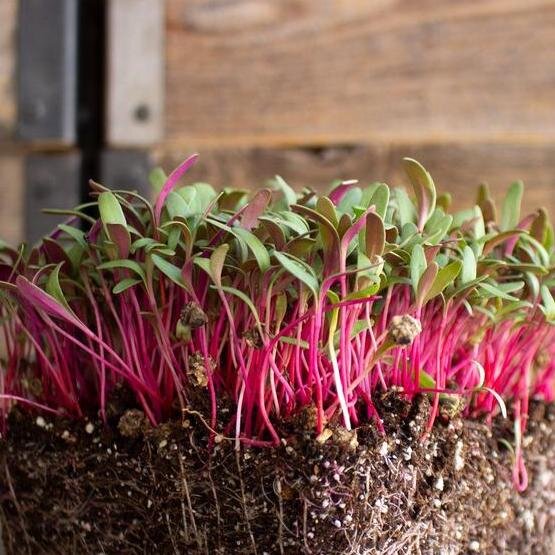 Micro swiss-chard-pink lipstick True Leaf.jpg