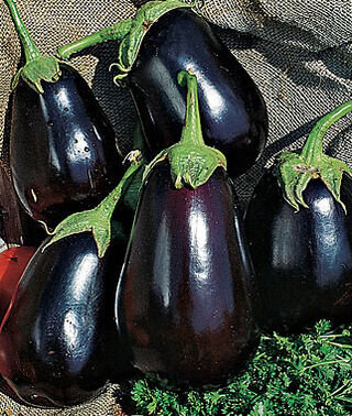 eggplant Black Beauty.jpg