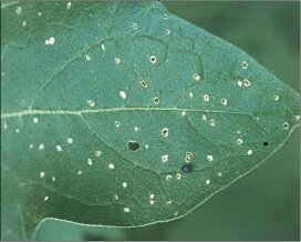 Flea_Beetle_Image1.jpg