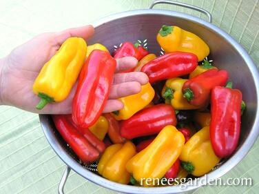 peppers-baby belle.jpg