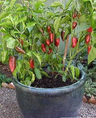 pepper-potted.jpg
