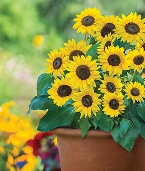 Sunflower Sunray.jpg