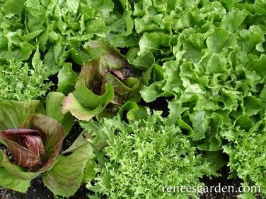 greens-crispy-winter-salad-Renee's.jpg