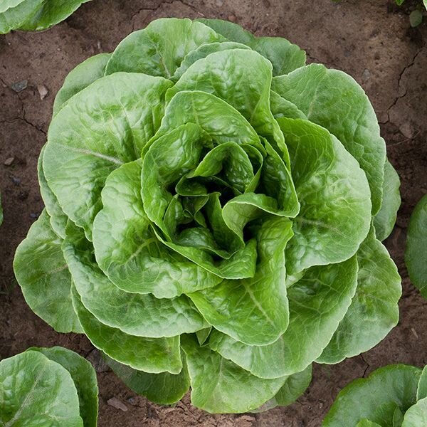 winter density lettuce HMS.jpg