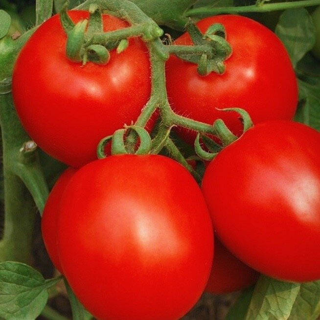 Tomato invincible Hoss.jpg