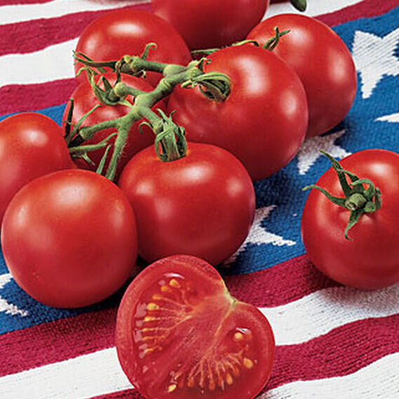 Tomato Fourth of July Burpee.jpg
