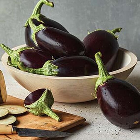 Eggplant Midnight oon Burpee.jpg